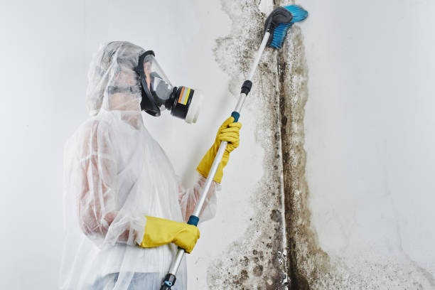 Attic Mold Removal in Loudoun Valley Estates, VA