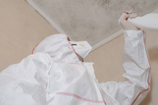 Best Best Mold Removal Companies  in Loudoun Lley Estates, VA