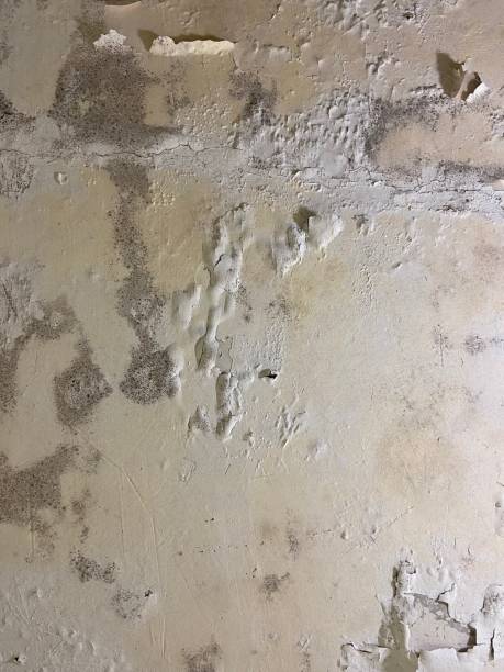 Best Mold Remediation  in Loudoun Lley Estates, VA
